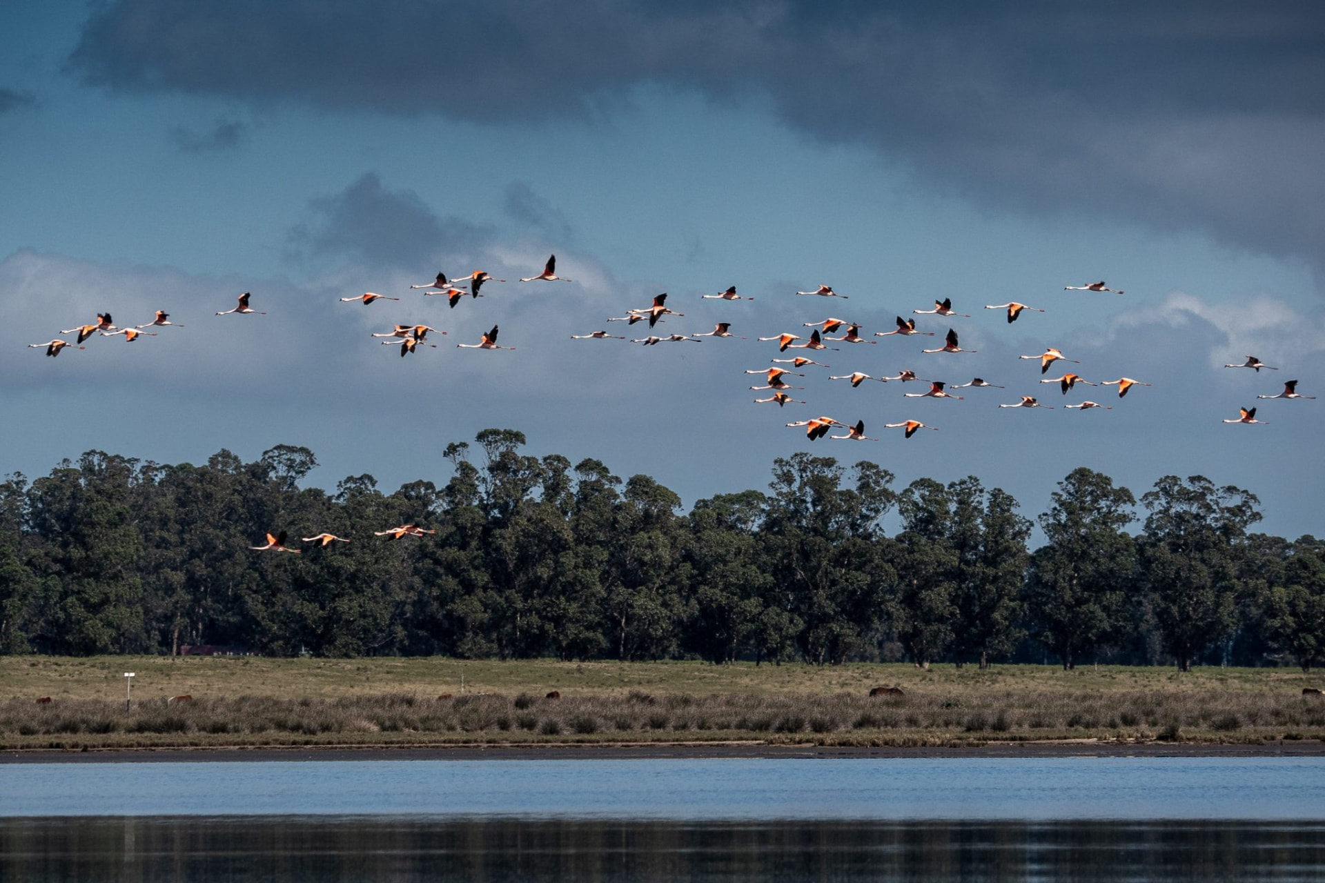 Flamingos sobrevoando uma laguna perto de José Ignacio, Uruguai